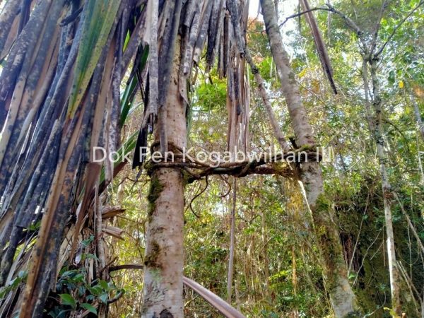 Taktik Gerilya Front Bersenjata KSB Papua Mirip Kelompok Teroris MIT di Poso 2