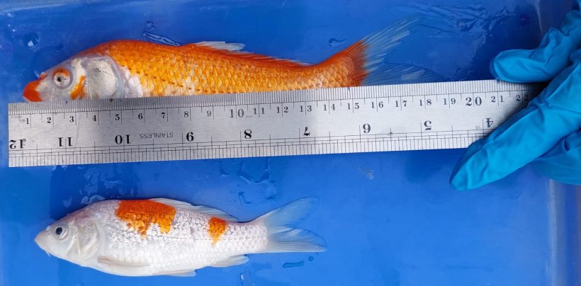 Cegah HPIK dan Impor Ilegal, KKP Musnahkan Ribuan Ikan asal Jepang, Thailand dan Kolombia 1 Cegah HPIK dan Impor Ilegal, KKP Musnahkan Ribuan Ikan asal Jepang, Thailand dan Kolombia 2