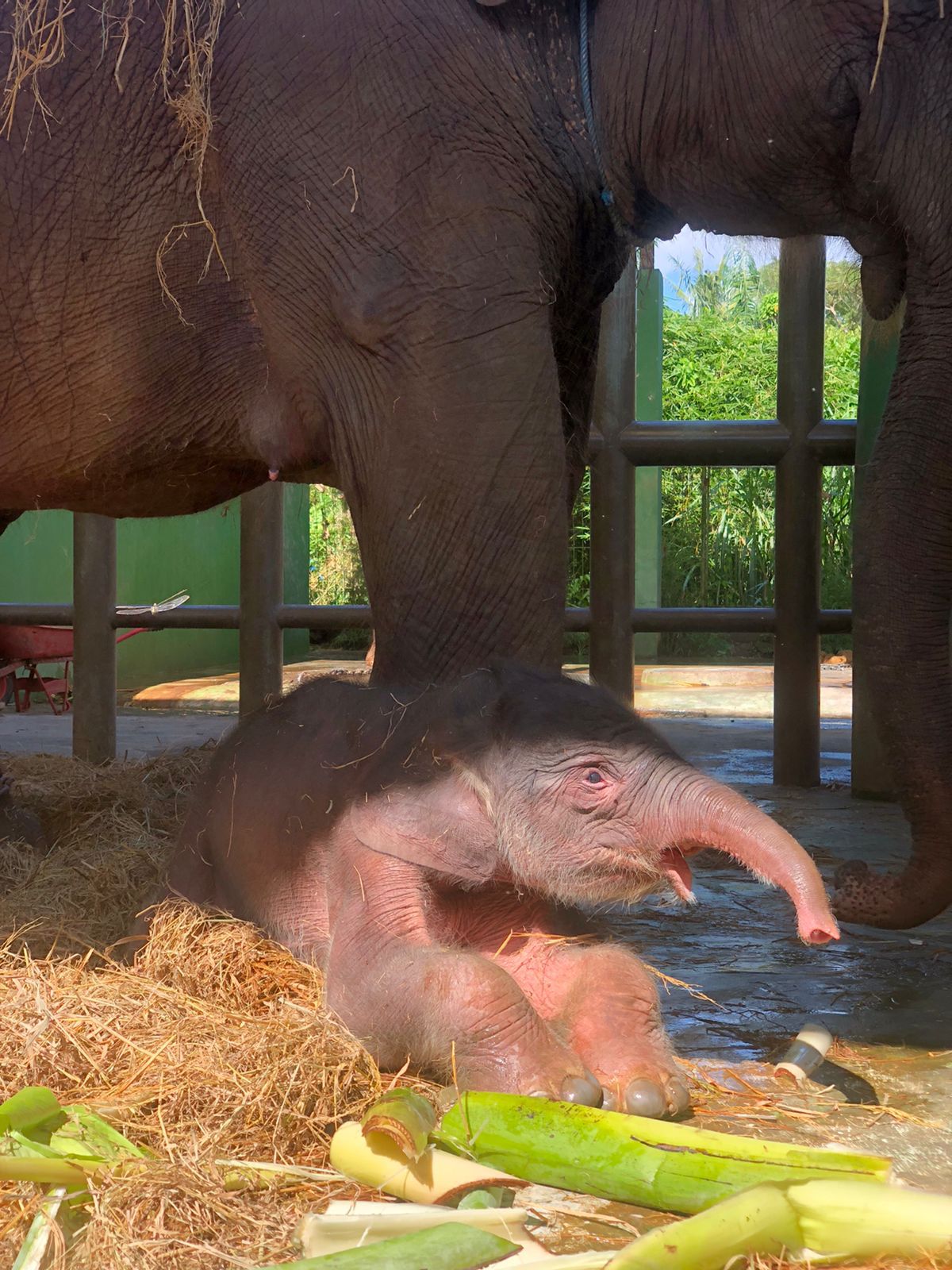 Bambang Soestyo Apresiasi Kelahiran Bayi Gajah Sumatera Pertama di Bali Zoo