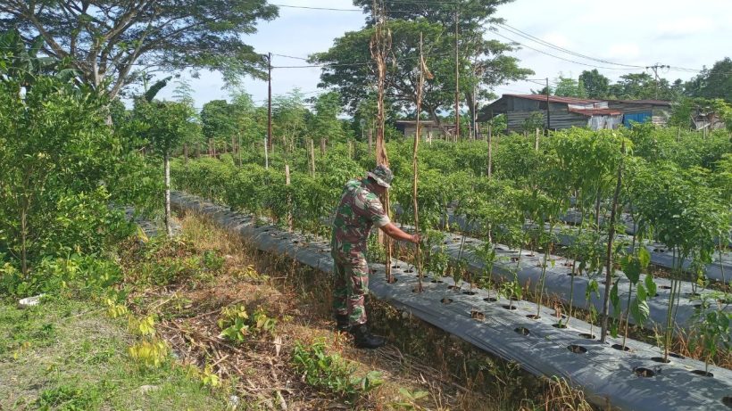 Lahan Tidur Dimanfaatkan Kelompok Tani Binaan TNI 2