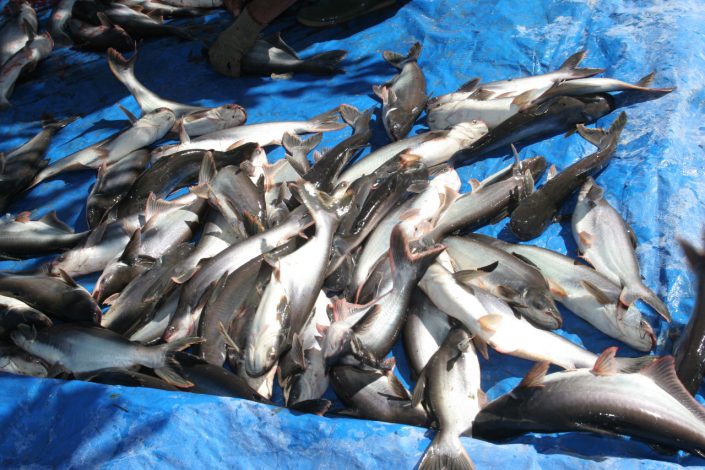 KKP Dorong Peningkatan Produktivitas Patin di Lebak Melalui Program Kampung Budidaya 2