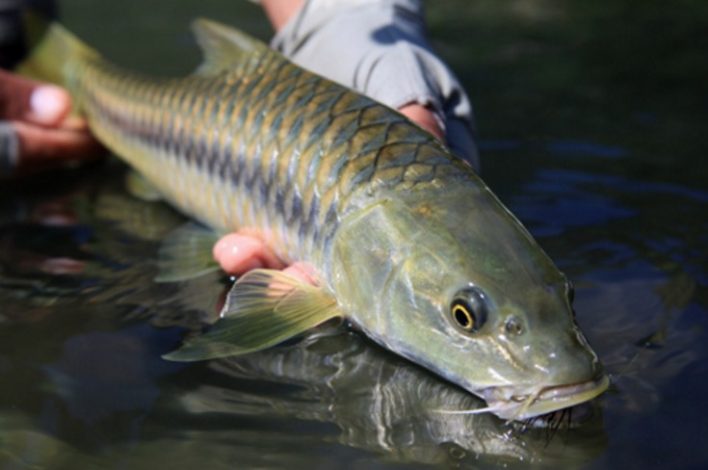 KKP Rintis Kampung Ikan Dewa di Sumedang 2