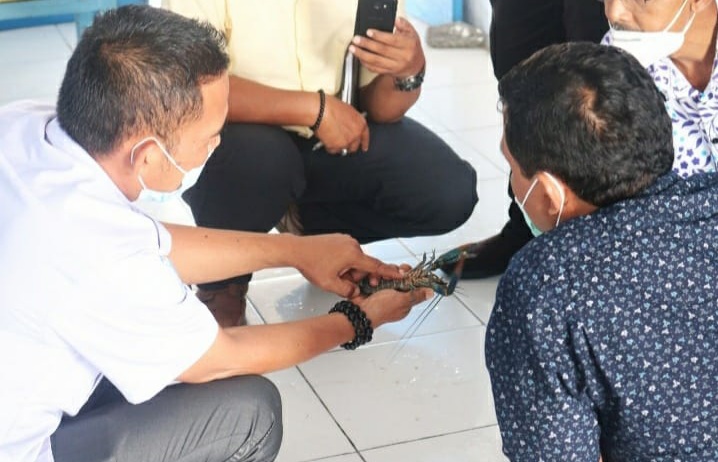 Budidaya Lobster Air Tawar, Bisnis Rumahan yang Menjanjikan 2