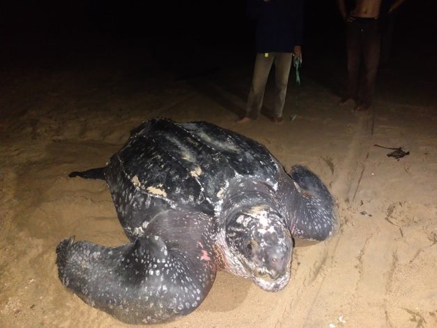 Fenomena Langka, Penyu Belimbing Raksasa Muncul di Pantai Paloh 2